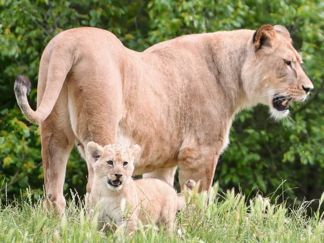 Rare & Remarkable Species